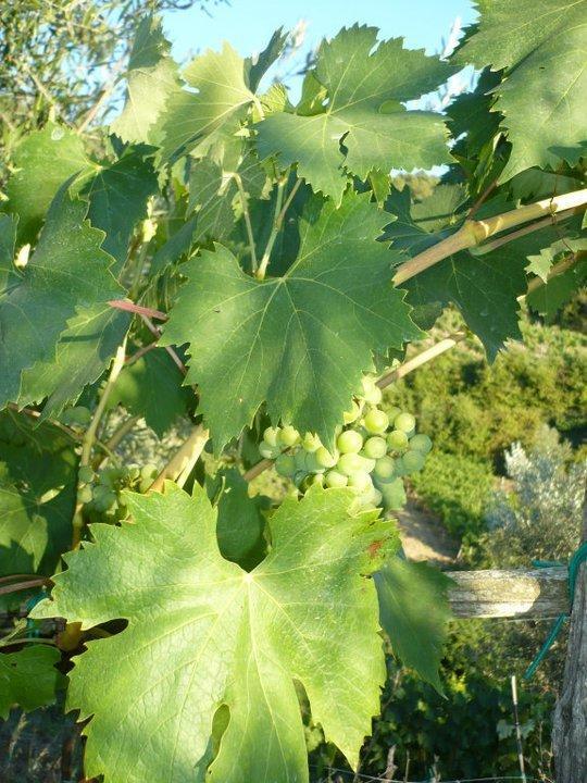 Agriturismo Poggio All'Olmo Villa Greve in Chianti Eksteriør bilde
