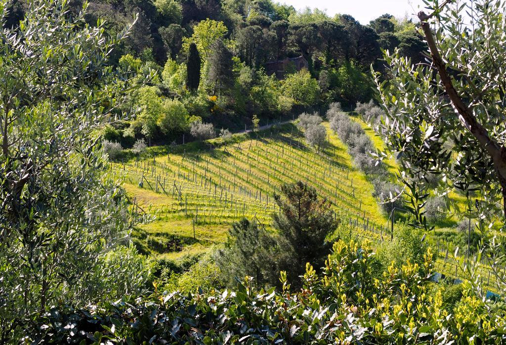 Agriturismo Poggio All'Olmo Villa Greve in Chianti Eksteriør bilde